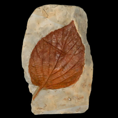 3.7" Beringiaphyllum Cupaniodes Fossil Plant Leaf Fort Union Glendive MT Paleocene Age - Fossil Age Minerals