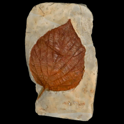 3.7" Beringiaphyllum Cupaniodes Fossil Plant Leaf Fort Union Glendive MT Paleocene Age - Fossil Age Minerals