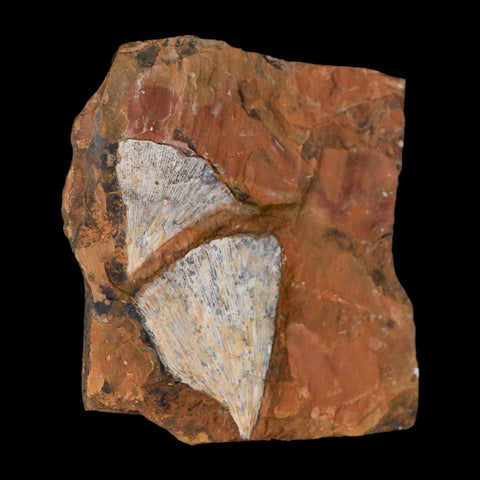 Two Detailed Ginkgo Cranei Fossil Plant Leaf Morton County, ND Paleocene Age COA - Fossil Age Minerals