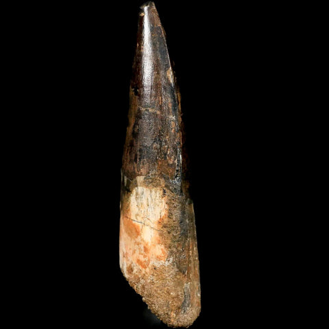 XL 3.7" Spinosaurus Fossil Tooth 100 Mil Yrs Old Cretaceous Dinosaur COA & Stand - Fossil Age Minerals