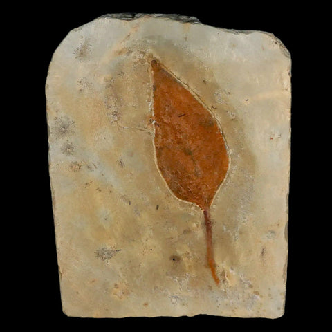 2.9" Morus Montanensis Fossil Plant Leaf Fort Union FM Glendive MT Paleocene Age - Fossil Age Minerals