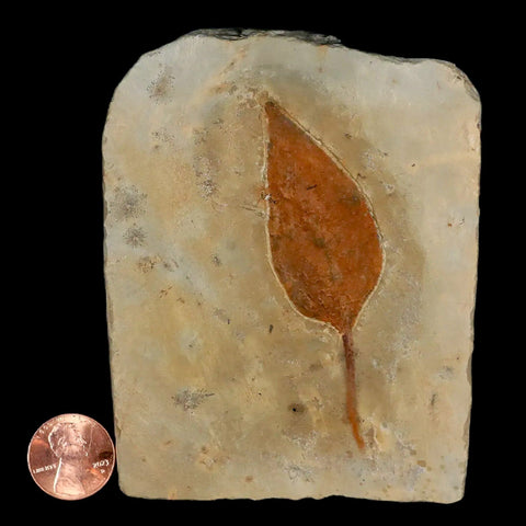 2.9" Morus Montanensis Fossil Plant Leaf Fort Union FM Glendive MT Paleocene Age - Fossil Age Minerals