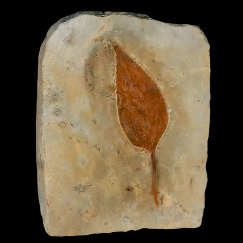 2.9" Morus Montanensis Fossil Plant Leaf Fort Union FM Glendive MT Paleocene Age - Fossil Age Minerals