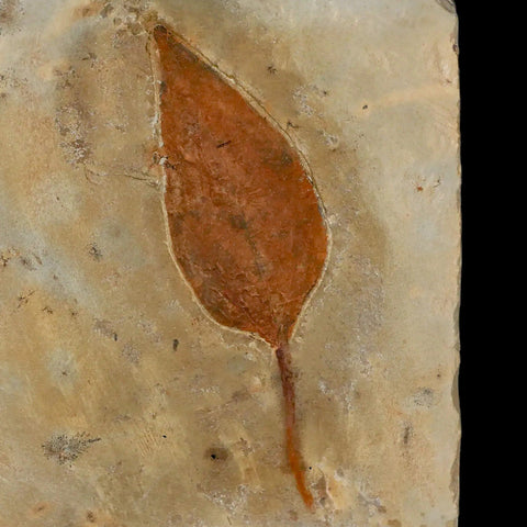 2.9" Morus Montanensis Fossil Plant Leaf Fort Union FM Glendive MT Paleocene Age - Fossil Age Minerals