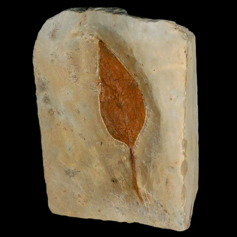 2.9" Morus Montanensis Fossil Plant Leaf Fort Union FM Glendive MT Paleocene Age - Fossil Age Minerals