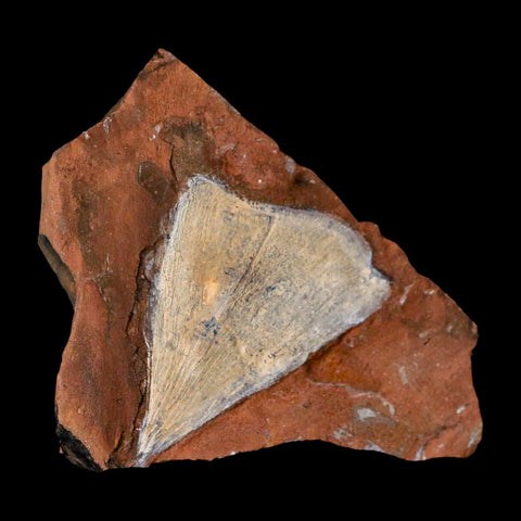 2" Detailed Ginkgo Cranei Fossil Plant Leaf Morton County, ND Paleocene Age COA - Fossil Age Minerals