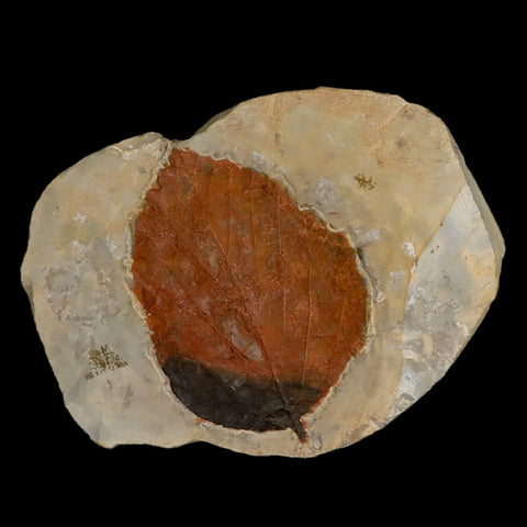 2.8" Beringiaphyllum Cupaniodes Fossil Plant Leaf Fort Union Glendive MT Paleocene Age - Fossil Age Minerals