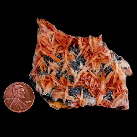 2.5" Sparkly Orange Barite Blades, Cerussite Crystals, Galena Crystal Mineral Morocco - Fossil Age Minerals