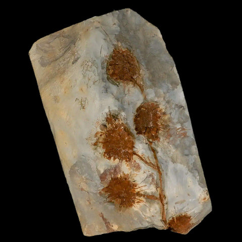 3.7" Sparganium Antiguum Fossil Plant Leaf Paleocene Age Fort Union FM Glendive MT - Fossil Age Minerals