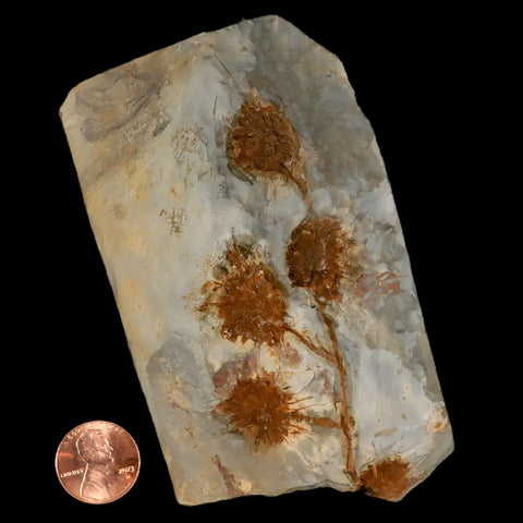 3.7" Sparganium Antiguum Fossil Plant Leaf Paleocene Age Fort Union FM Glendive MT - Fossil Age Minerals