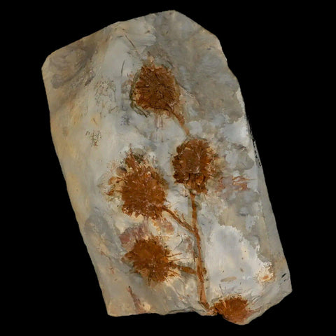 3.7" Sparganium Antiguum Fossil Plant Leaf Paleocene Age Fort Union FM Glendive MT - Fossil Age Minerals