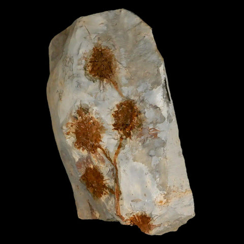 3.7" Sparganium Antiguum Fossil Plant Leaf Paleocene Age Fort Union FM Glendive MT - Fossil Age Minerals