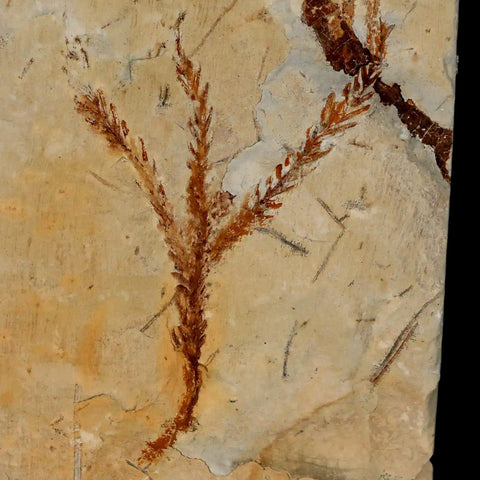 2.3" Taxodium Olrikii  Fossil Plant Leaf Paleocene Age Fort Union FM Glendive MT - Fossil Age Minerals