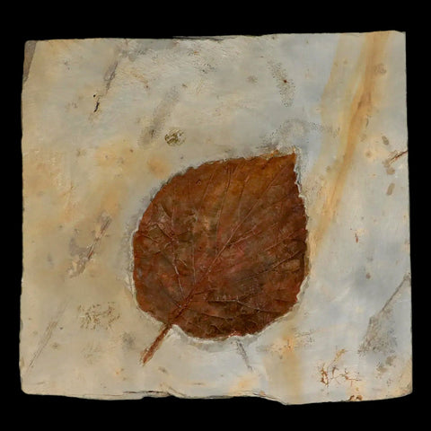 2.9" Davidia Antiqua Fossil Plant Leaf  Plant Fort Union Formation Glendive Montana - Fossil Age Minerals