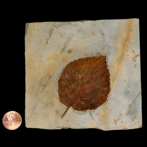 2.9" Davidia Antiqua Fossil Plant Leaf  Plant Fort Union Formation Glendive Montana - Fossil Age Minerals