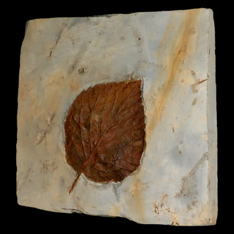 2.9" Davidia Antiqua Fossil Plant Leaf  Plant Fort Union Formation Glendive Montana - Fossil Age Minerals