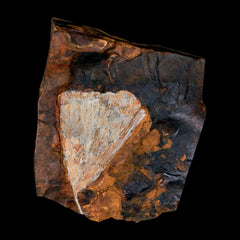 Ginkgo Fossil Leafs