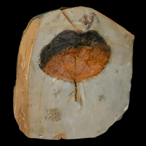 1.9" Zizyphoides Flabellum Fossil Plant Leaf Fort Union Glendive MT Paleocene Age - Fossil Age Minerals