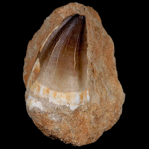 XL 2.2" Mosasaur Prognathodon Fossil Tooth In Matrix Cretaceous Dinosaur Era COA - Fossil Age Minerals