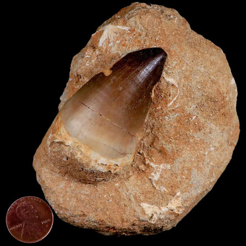 XL 2.2" Mosasaur Prognathodon Fossil Tooth In Matrix Cretaceous Dinosaur Era COA - Fossil Age Minerals