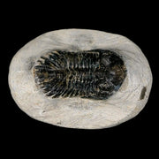 1.8" Metacanthina Issoumourensis Trilobite Fossil Devonian Age 400 Mil Yrs Old COA