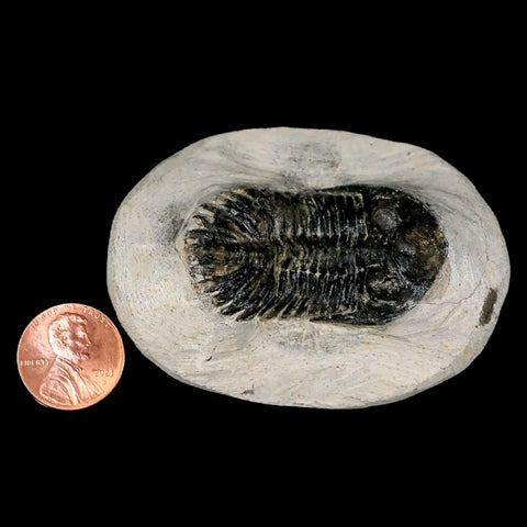 1.8" Metacanthina Issoumourensis Trilobite Fossil Devonian Age 400 Mil Yrs Old COA - Fossil Age Minerals