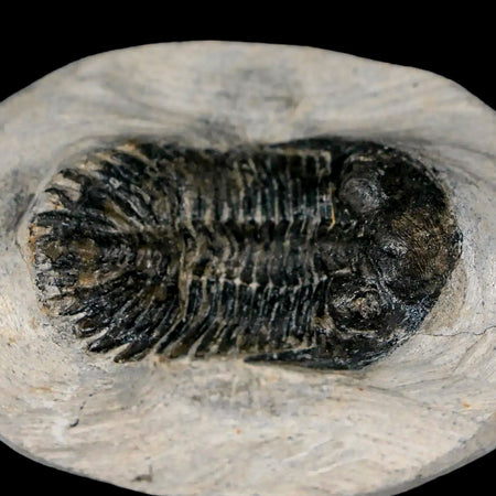 1.8" Metacanthina Issoumourensis Trilobite Fossil Devonian Age 400 Mil Yrs Old COA