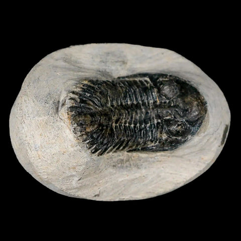 1.8" Metacanthina Issoumourensis Trilobite Fossil Devonian Age 400 Mil Yrs Old COA - Fossil Age Minerals