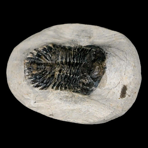 1.8" Metacanthina Issoumourensis Trilobite Fossil Devonian Age 400 Mil Yrs Old COA - Fossil Age Minerals