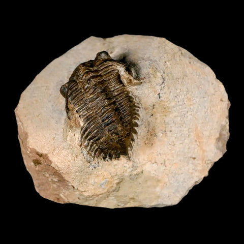 1.3" Metacanthina Issoumourensis Trilobite Fossil Devonian Age 400 Mil Yrs Old COA - Fossil Age Minerals