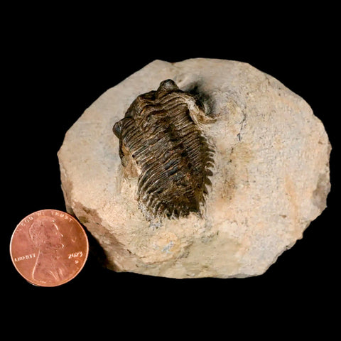 1.3" Metacanthina Issoumourensis Trilobite Fossil Devonian Age 400 Mil Yrs Old COA - Fossil Age Minerals