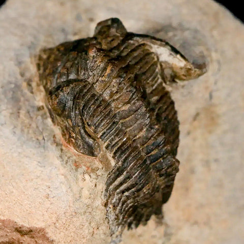 1.3" Metacanthina Issoumourensis Trilobite Fossil Devonian Age 400 Mil Yrs Old COA - Fossil Age Minerals