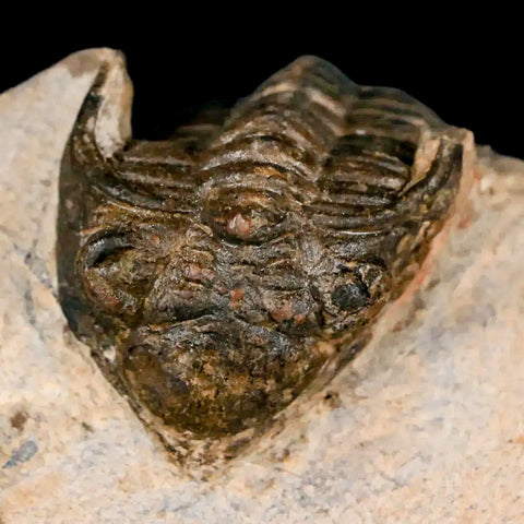 1.3" Metacanthina Issoumourensis Trilobite Fossil Devonian Age 400 Mil Yrs Old COA - Fossil Age Minerals