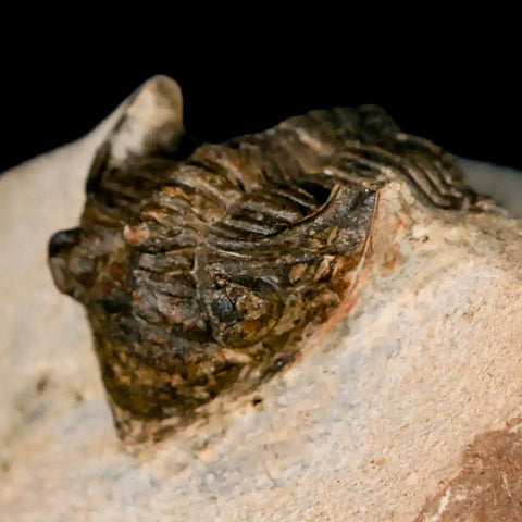 1.3" Metacanthina Issoumourensis Trilobite Fossil Devonian Age 400 Mil Yrs Old COA - Fossil Age Minerals