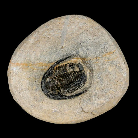 1.1" Cornuproetus Cornutus Trilobite Fossil Morocco Devonian 400 Mil Yrs Ago COA - Fossil Age Minerals