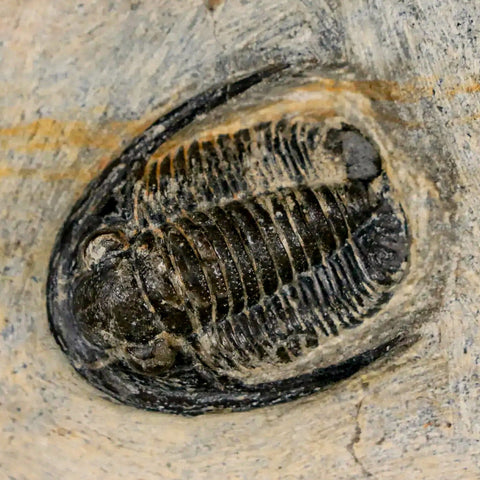 1.1" Cornuproetus Cornutus Trilobite Fossil Morocco Devonian 400 Mil Yrs Ago COA - Fossil Age Minerals