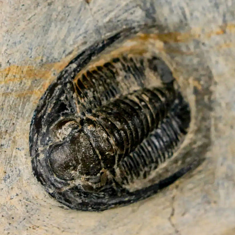 1.1" Cornuproetus Cornutus Trilobite Fossil Morocco Devonian 400 Mil Yrs Ago COA - Fossil Age Minerals