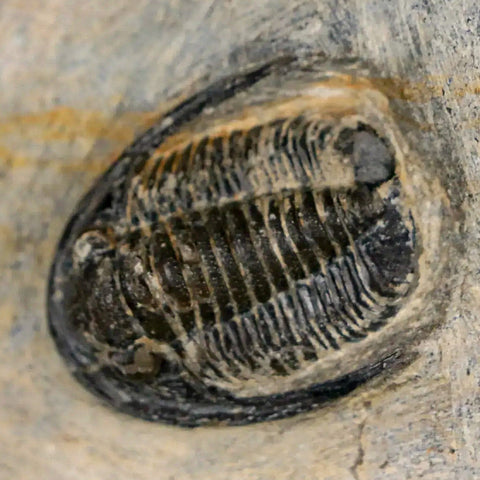 1.1" Cornuproetus Cornutus Trilobite Fossil Morocco Devonian 400 Mil Yrs Ago COA - Fossil Age Minerals