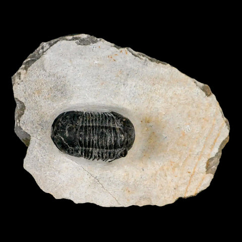 1.4" Paralejurus Hamlagdadicus Trilobite Fossil Morocco Devonian Age 400 Mil Yrs COA - Fossil Age Minerals