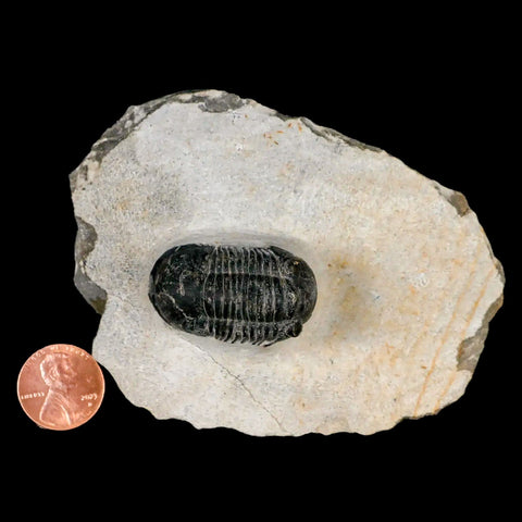 1.4" Paralejurus Hamlagdadicus Trilobite Fossil Morocco Devonian Age 400 Mil Yrs COA - Fossil Age Minerals