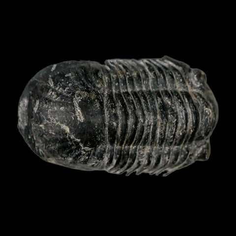 1.4" Paralejurus Hamlagdadicus Trilobite Fossil Morocco Devonian Age 400 Mil Yrs COA - Fossil Age Minerals