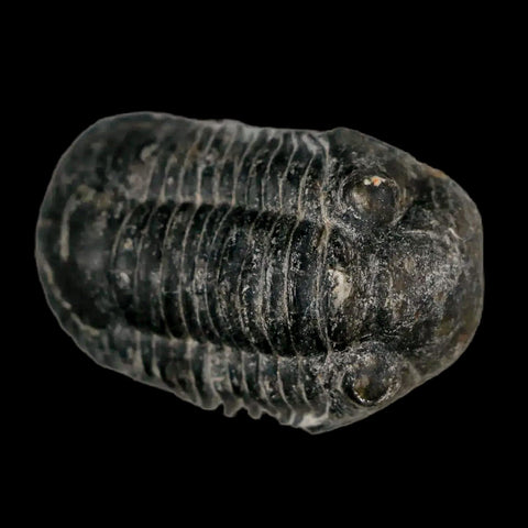 1.4" Paralejurus Hamlagdadicus Trilobite Fossil Morocco Devonian Age 400 Mil Yrs COA - Fossil Age Minerals