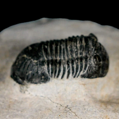 1.4" Paralejurus Hamlagdadicus Trilobite Fossil Morocco Devonian Age 400 Mil Yrs COA - Fossil Age Minerals