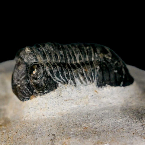 1.4" Paralejurus Hamlagdadicus Trilobite Fossil Morocco Devonian Age 400 Mil Yrs COA - Fossil Age Minerals