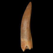 1.9" Plesiosaur Zarafasaura Tooth Fossil Cretaceous Dinosaur Era COA, Stand