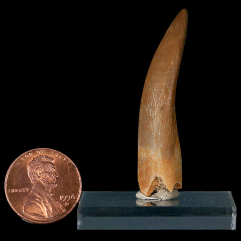 1.9" Plesiosaur Zarafasaura Tooth Fossil Cretaceous Dinosaur Era COA, Stand - Fossil Age Minerals