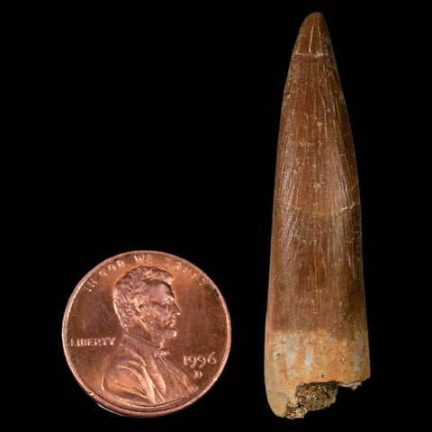 1.8" Plesiosaur Zarafasaura Tooth Fossil Cretaceous Dinosaur Era COA, Stand - Fossil Age Minerals