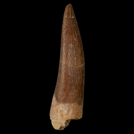 1.8" Plesiosaur Zarafasaura Tooth Fossil Cretaceous Dinosaur Era COA, Stand