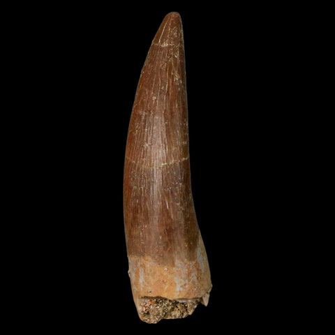 1.8" Plesiosaur Zarafasaura Tooth Fossil Cretaceous Dinosaur Era COA, Stand - Fossil Age Minerals