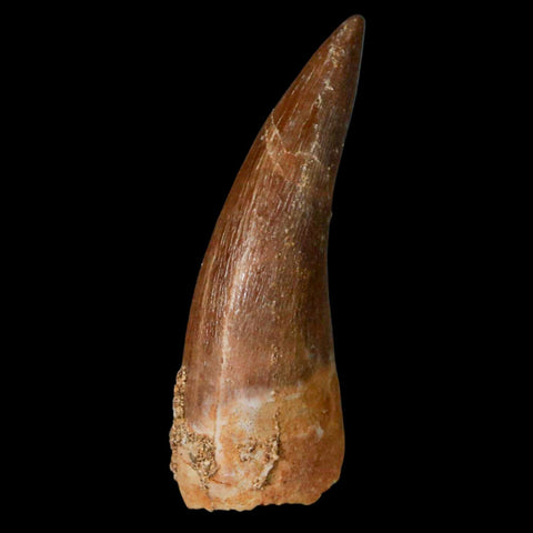 1.4" Plesiosaur Zarafasaura Tooth Fossil Cretaceous Dinosaur Era COA, Stand - Fossil Age Minerals